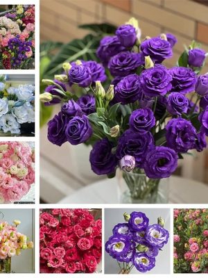 Eustoma Thornless Rose💐Lisanthus Seeds