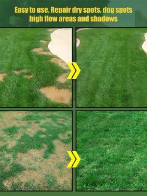 🌱 Evergreen dwarf grass seed for four seasons🌾 | Create your perfect lawn here🌼